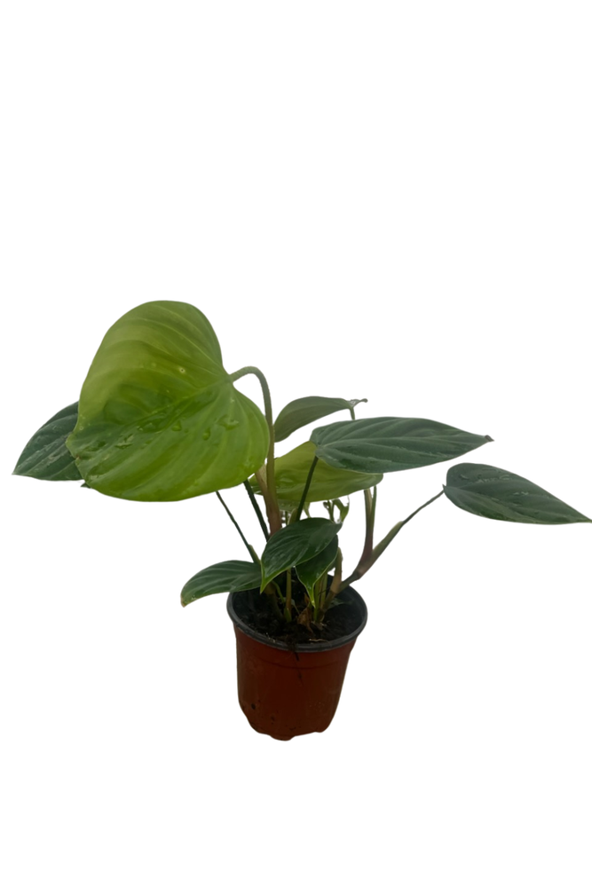 Rare Fuzzy Petiole - Philodendron - Collector's Series - 6" Pot