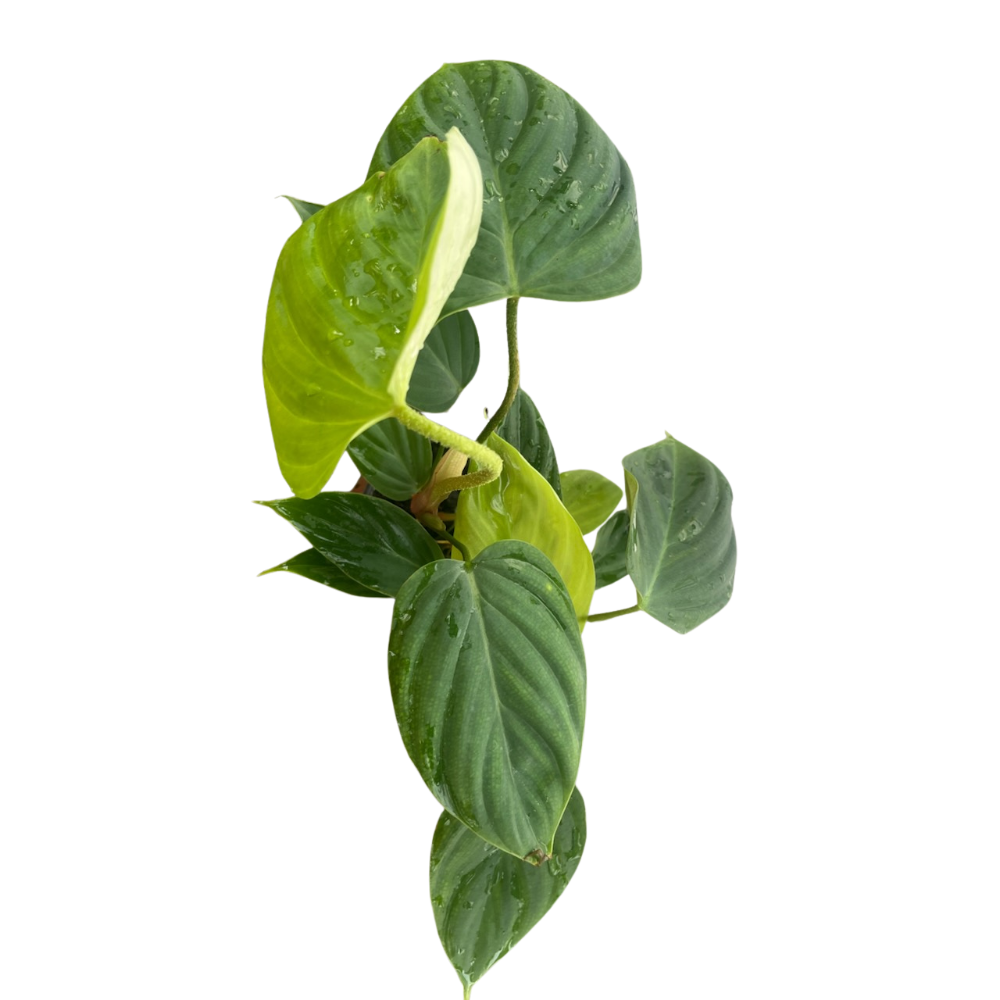 Rare Fuzzy Petiole - Philodendron - Collector's Series - 6" Pot