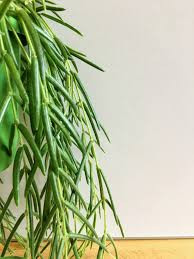 Rare Hoya Linearis - Collector's Series - 2" Pot