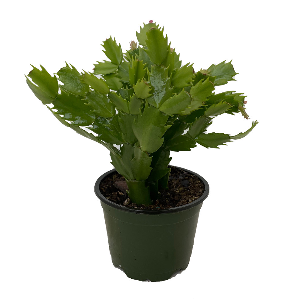 Hirt's Red Christmas Cactus Plant - Zygocactus - 4" pot
