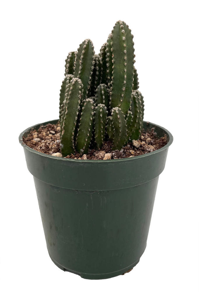 Fairy Castle Cactus - Cereus - Houseplant/Terrarium/Fairy Garden - 4" Pot