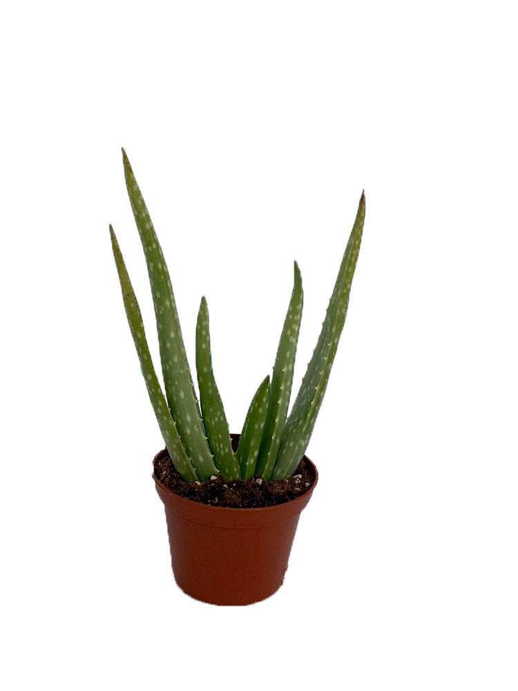 Aloe Vera in 2.5" Pot - Medicine Plant/Burn Plant/Miracle Plant