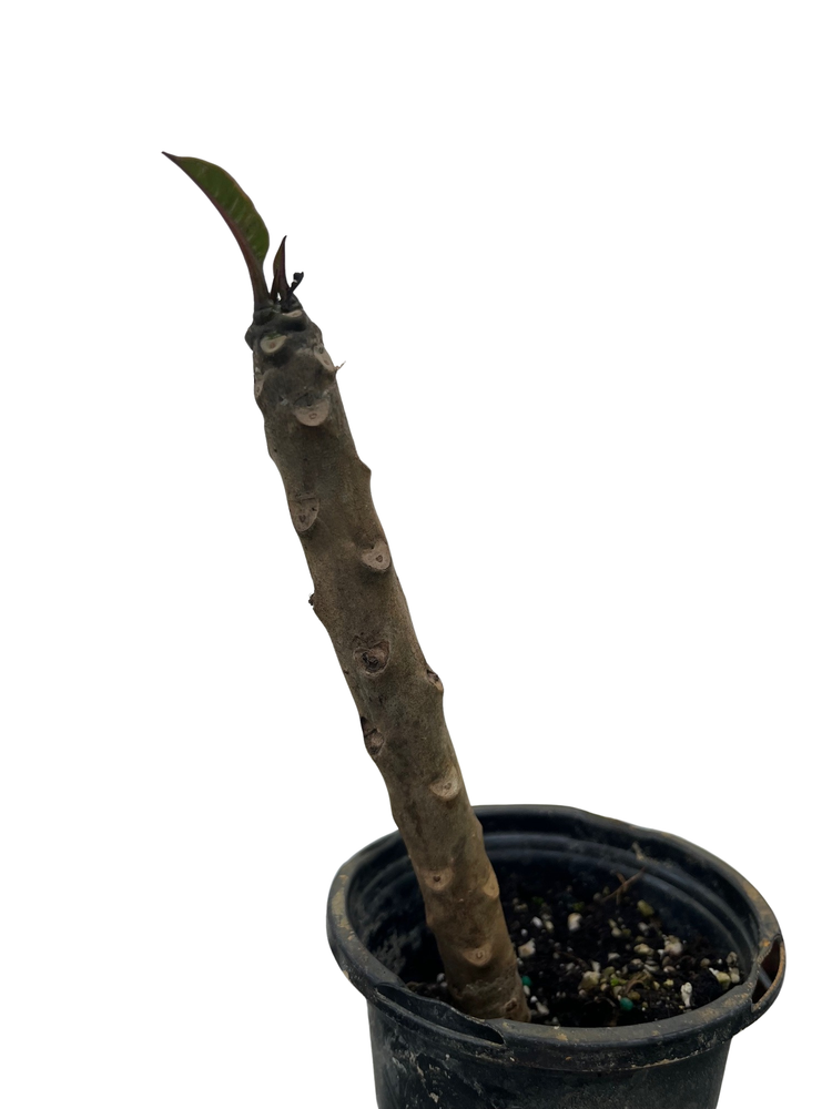 Rainbow Plumeria Plant - Frangipani - 4" pot