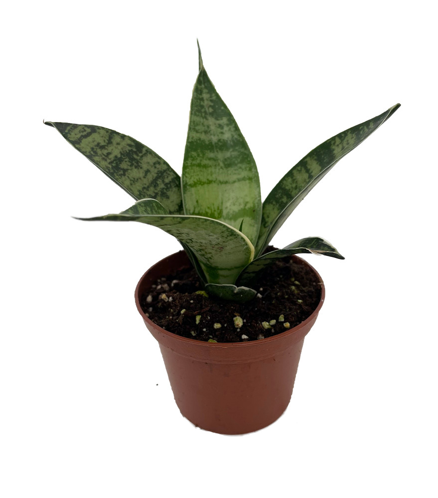Silver Star Birdsnest Snake Plant - Sanseveria - 2.5" Pot