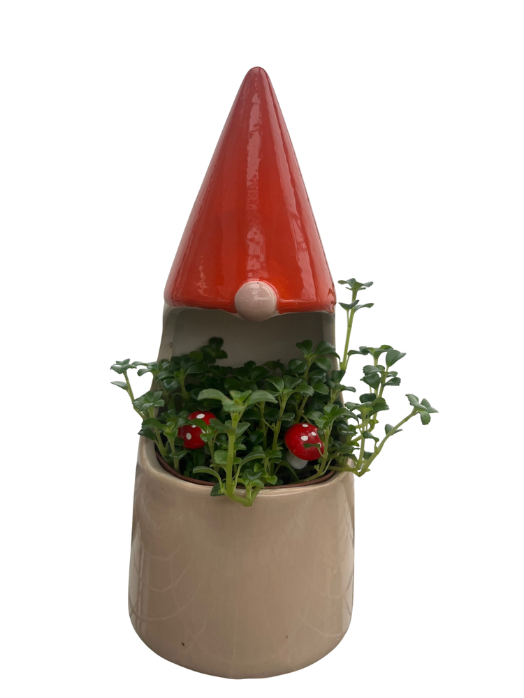 Funky Gnome Ceramic Planter with Live Trailing Houseplant - 9" x 3.5"