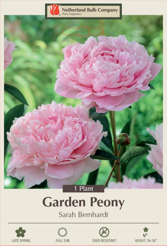 Sarah Bernhardt Peony - Fragrant - 2/3 Eye Bareroot