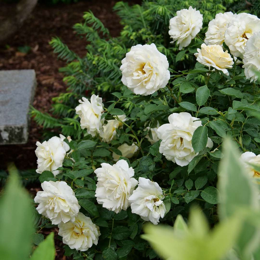 Reminiscent® Crema Rose - Proven Winners - 4