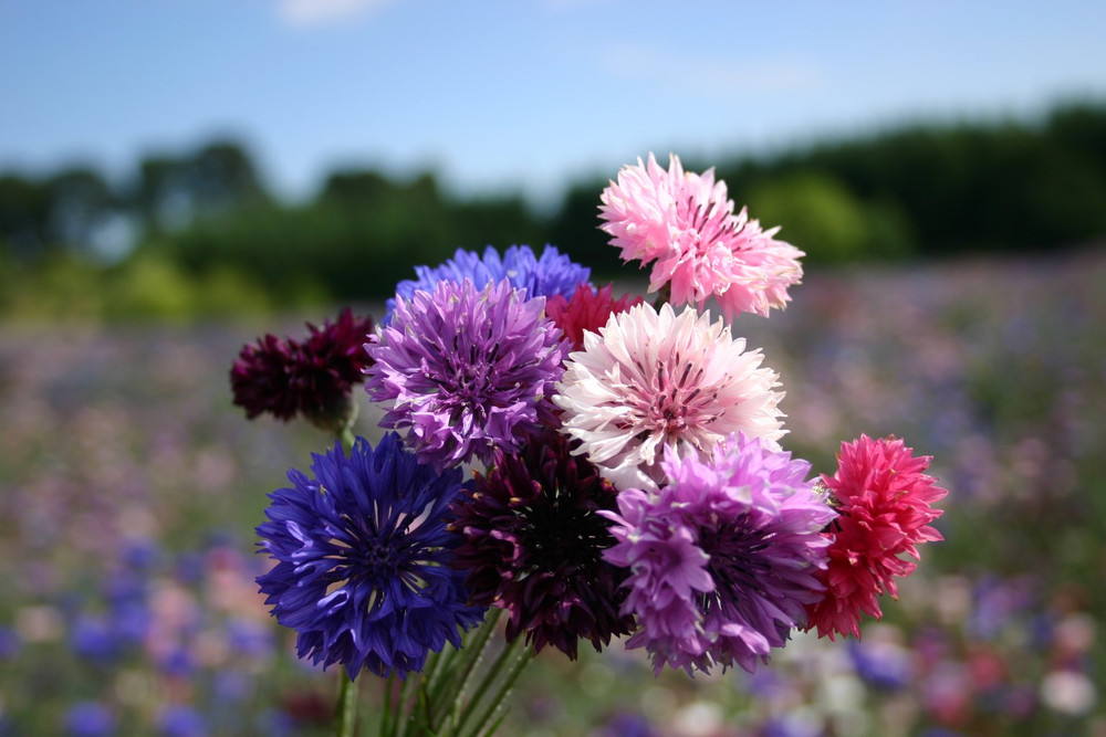 Polka Dots Mix Bachelor Buttons - 100 Seeds