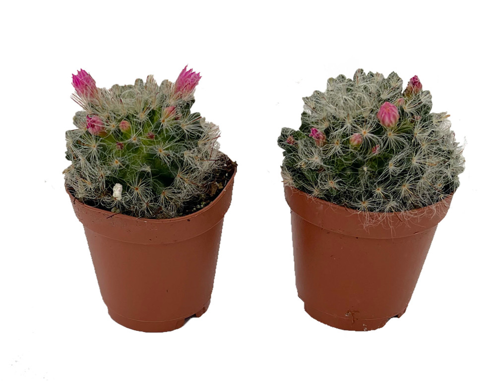 Powder Puff Pincushion Cactus - Mammillaria bacosana - 2 Pack in 2" Pots