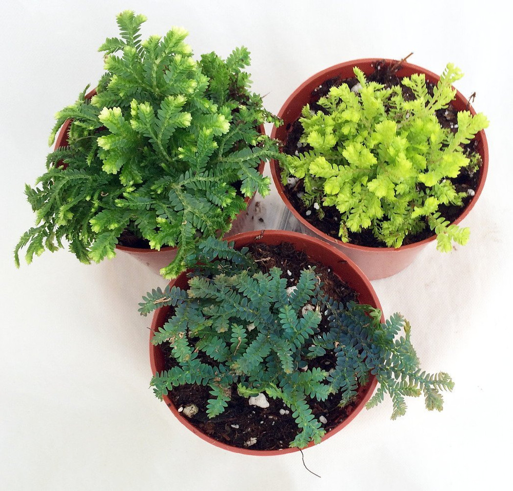 3 Club Moss Plants - Selaginella -  Terrariums, Fairy Gardens - 2" Pots