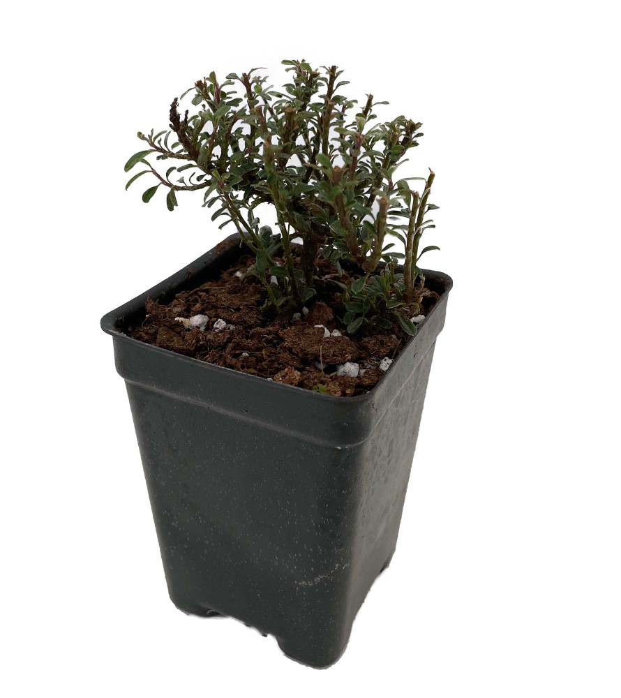Thyme Leaf Cotoneaster thymifolia - 2.5" Pot - Bonsai/Fairy Garden