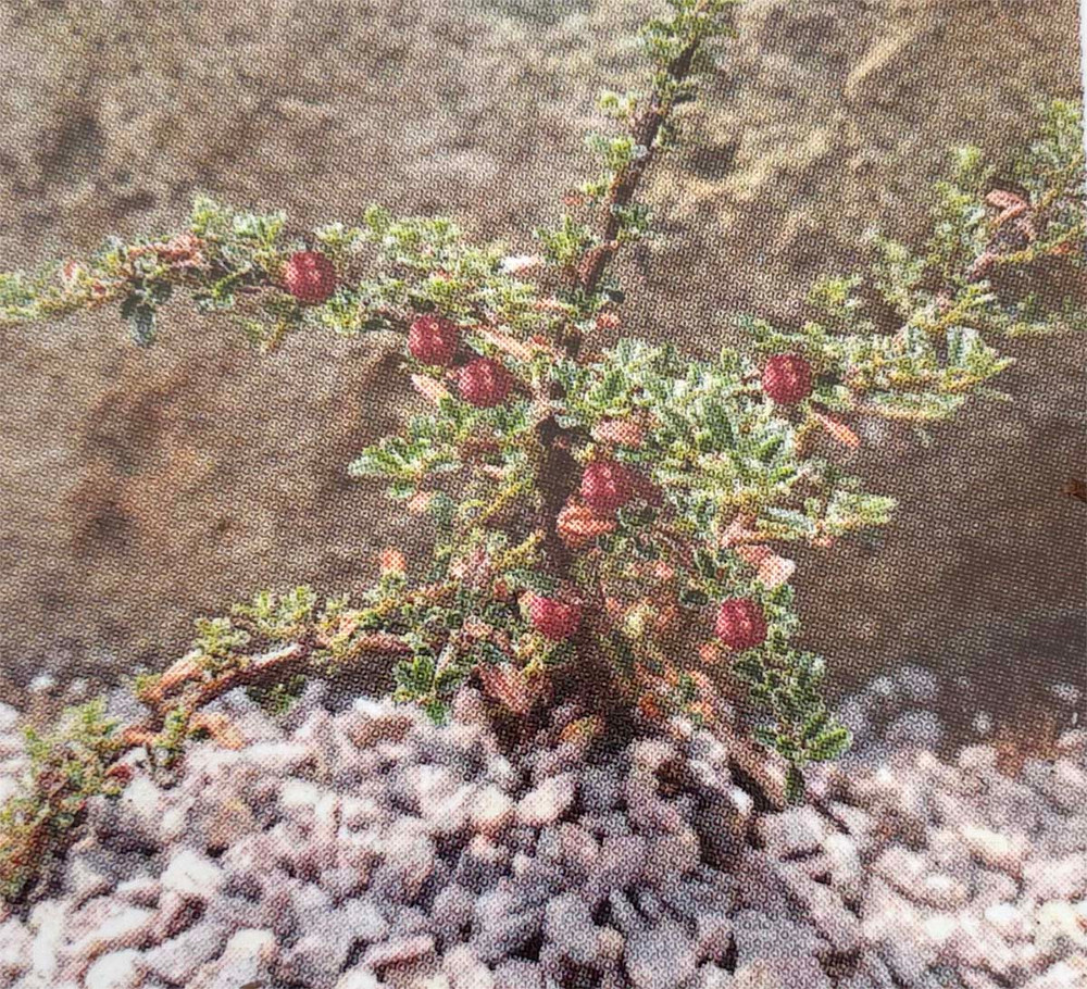 Thyme Leaf Cotoneaster thymifolia - 2.5" Pot - Bonsai/Fairy Garden