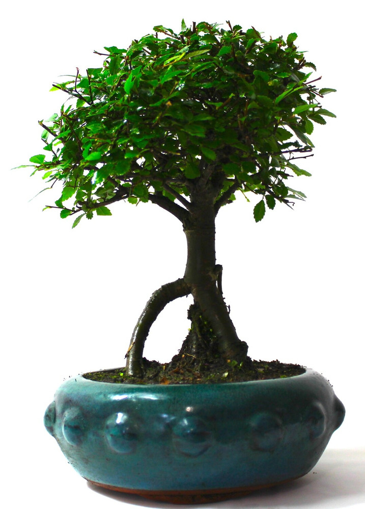 Seiju Dwarf Chinese Elm - Ulmus parvifolia - 2.5" Pot - Fairy Garden/Bonsai