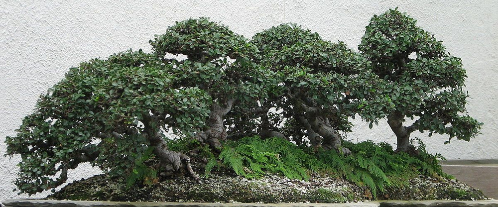 Hokkaido Dwarf Chinese Elm - Ulmus parvifolia - 2.5" Pot - Fairy Garden/Bonsai