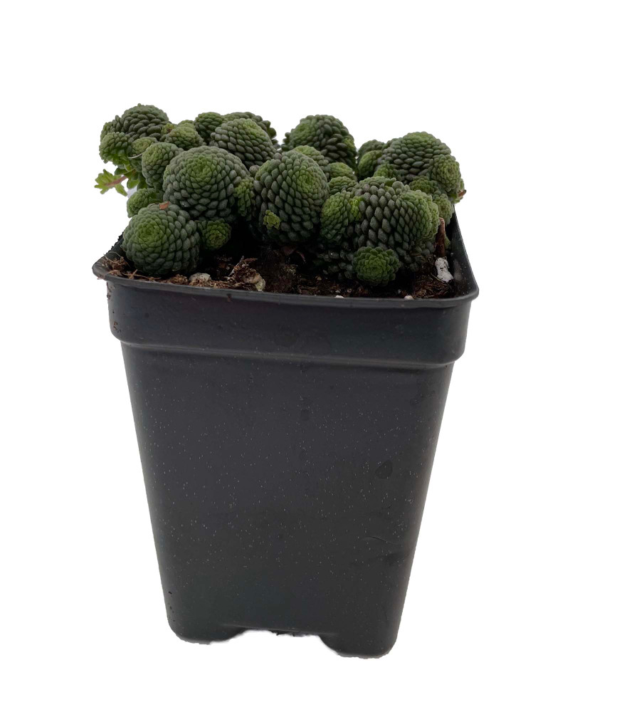 Canary Island Monanthes polyphylla - 2.5" Pot - Fairy Garden/House Plant