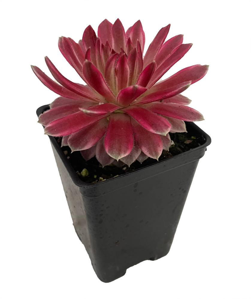 Chick Charms® Lotus Blossom - Sempervivum - 2.5" Pot