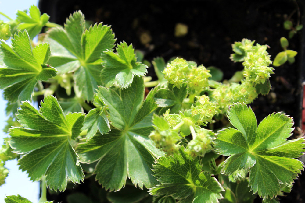 Dwarf Lady's Mantle Perennial - Alchemilla - 2.5" Pot - Fairy Garden