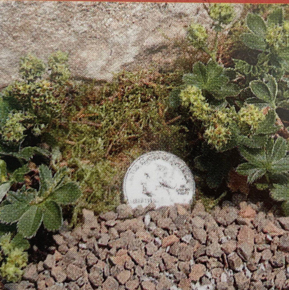 Dwarf Lady's Mantle Perennial - Alchemilla - 2.5" Pot - Fairy Garden