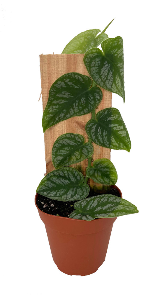 Rare Shingle Plant - Monstera dubia - 4" Pot
