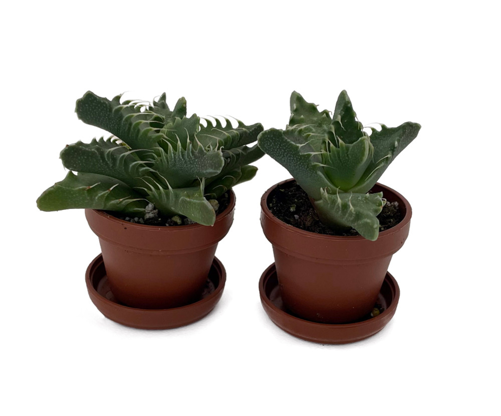 Tiger Jaws Plant - Faucaria tigrina - 2 Pack in 1" Pots with Saucer