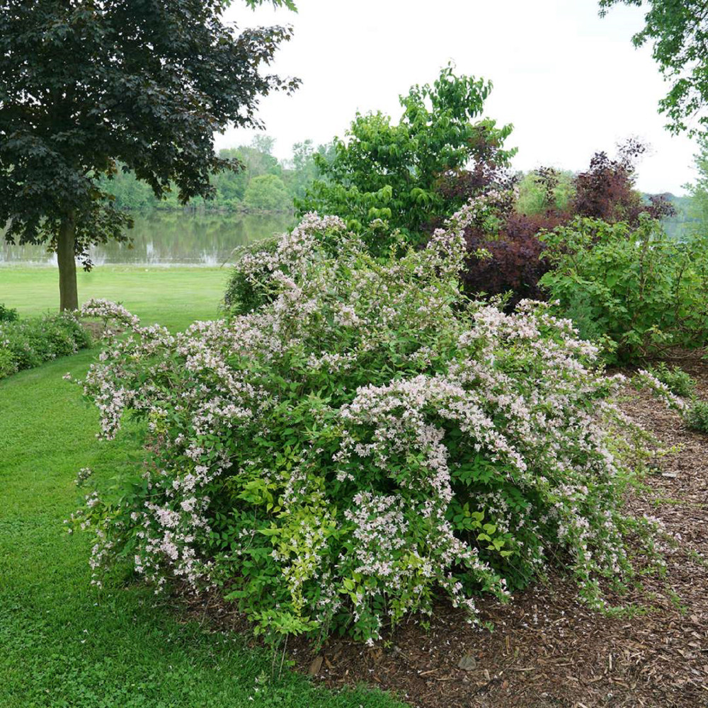 JOLENE JOLENE™ Beautybush - Kolkwitzia amabalis - Proven Winners - 4" Pot