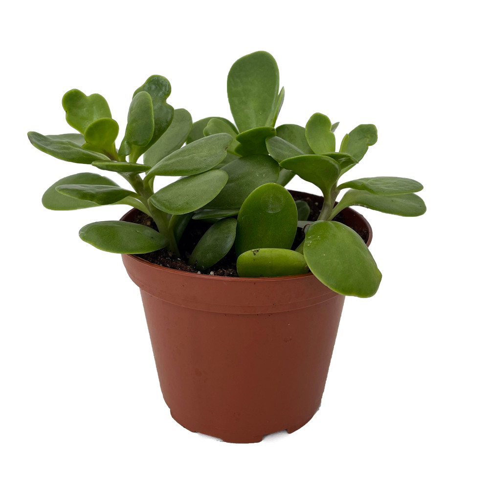 Trailing Jade Plant - Senecio jacobsenii - 3.7" Pot