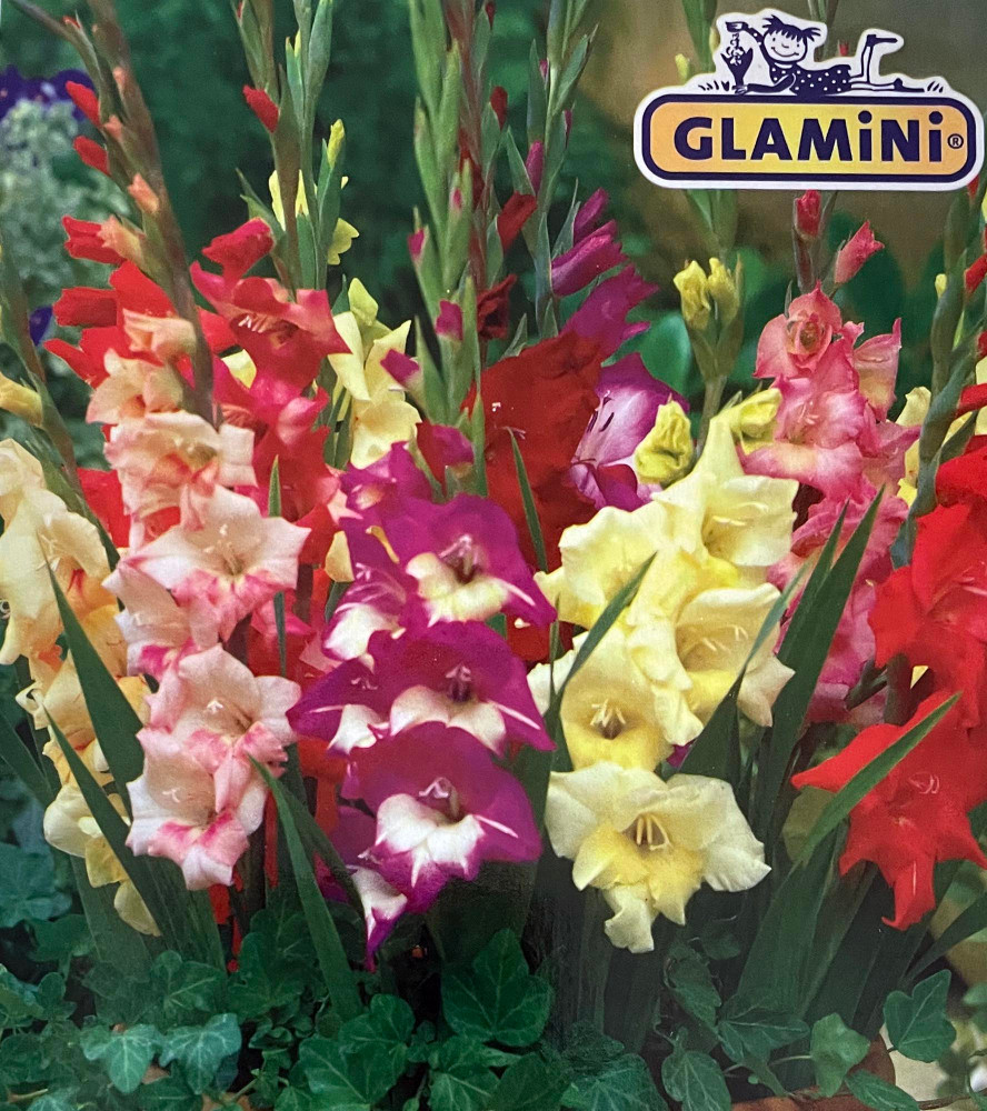 Mixed Glamini Gladiolus 10 Bulbs - NEW! - Petite - 10/12 cm