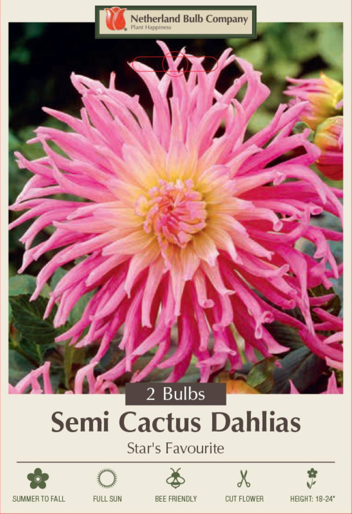 Star's Favourite Cactus Dahlia - Soft Rose Pink - 2 Bulbs