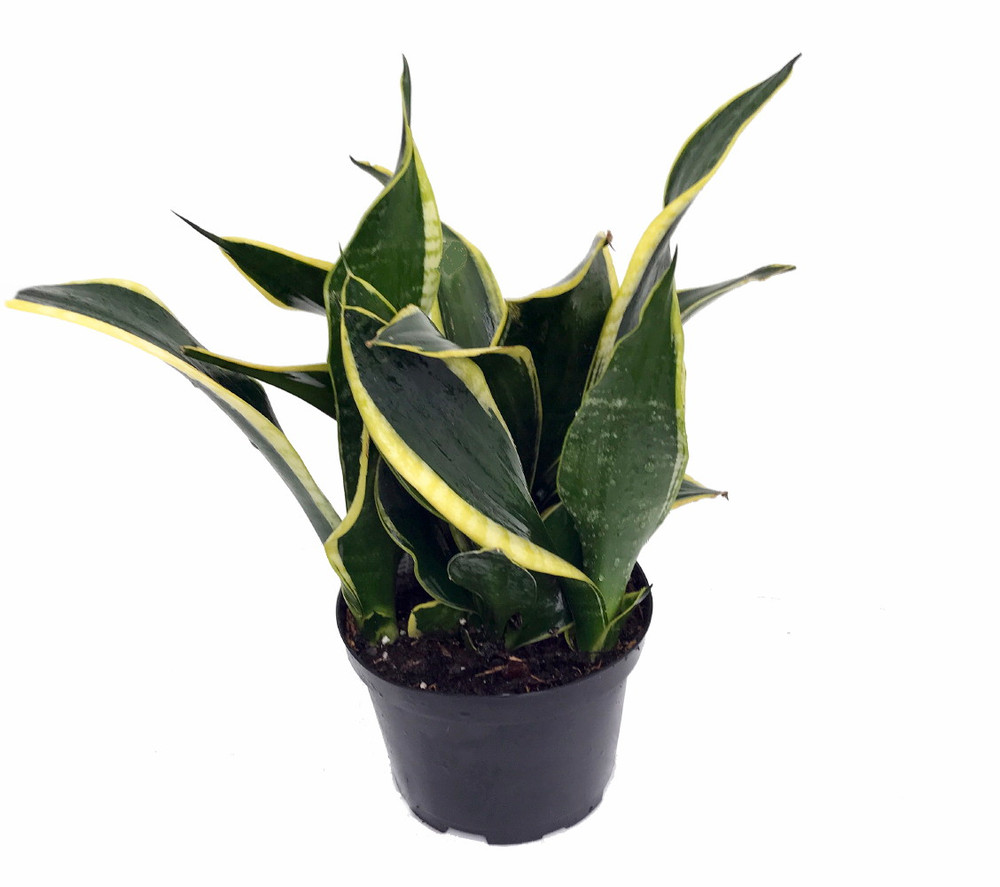 Compact Black Gold Snake Plant -Sanseveria- Impossible to kill! - 6" Pot