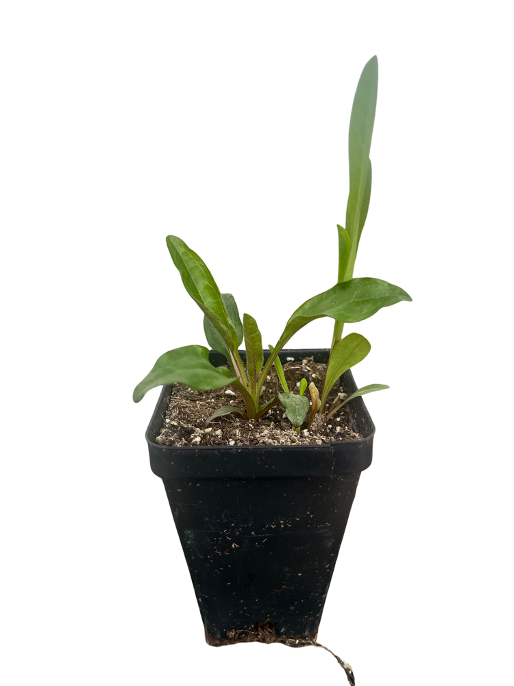 SunSeekers® Salmon Coneflower Plant - Echinacea - 2.5" Pot