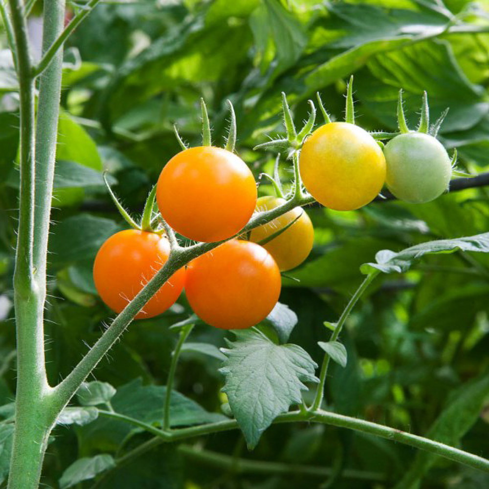 Sunsugar Tomato Plant - Sweetest Tomato in the World! - 2.5" Pot
