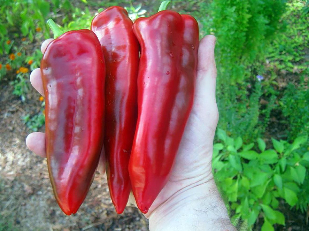 Giant Marconi Pepper Plant - Italian - Sweet Red - 2.5" Pot