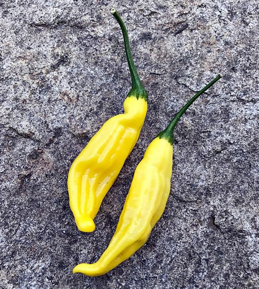 Lemon Drop Hot Pepper Plant - 2.5" Pot - Citrusy Heat