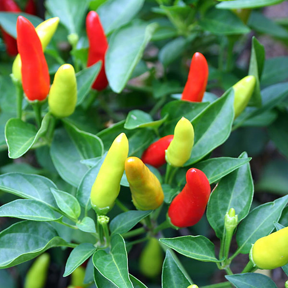 Super Chili Pepper Plant - Early/Hot - 2.5" Pot