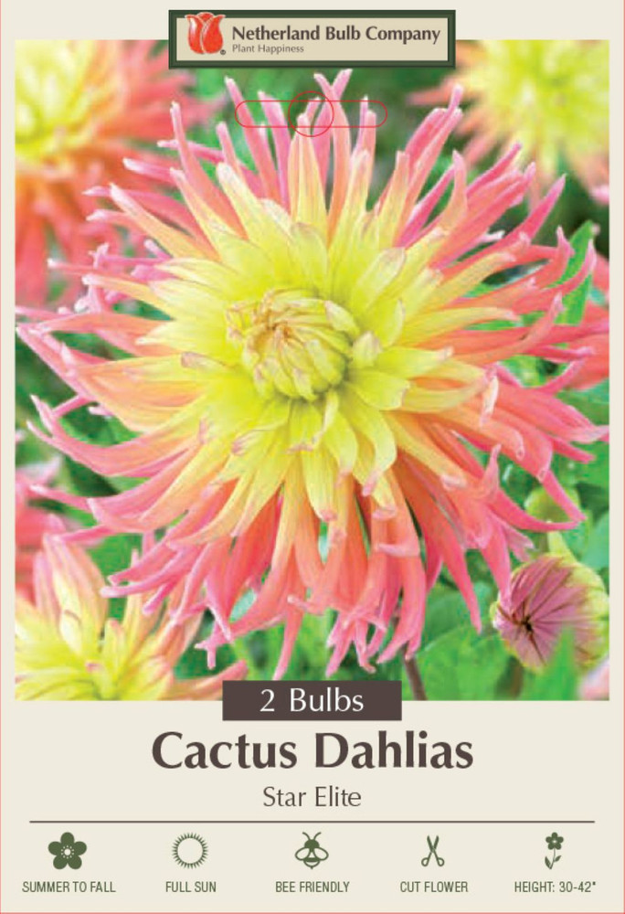 Star Elite Cactus Dahlia - 2 Root Clumps