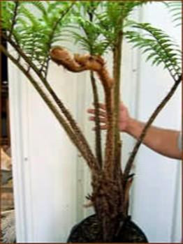 Australian Tree Fern - Cyathea cooperi - Exotic - 6" Pot