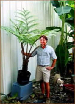 Australian Tree Fern - Cyathea cooperi - Exotic - 6" Pot