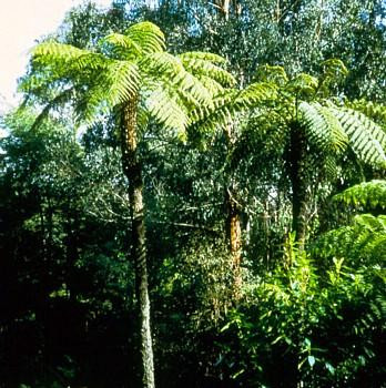 Australian Tree Fern - Cyathea cooperi - Exotic - 6" Pot