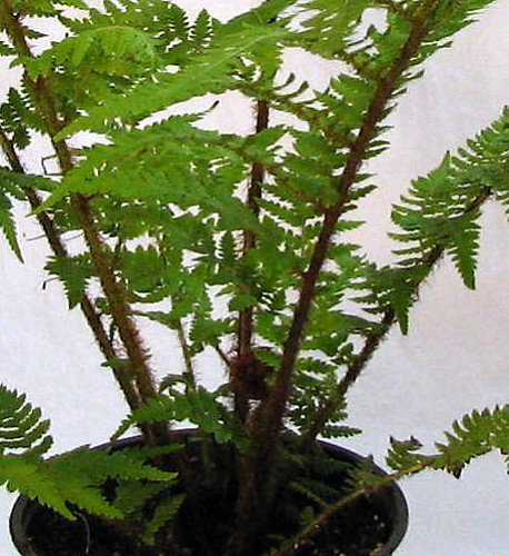 Australian Tree Fern - Cyathea cooperi - Exotic - 6" Pot