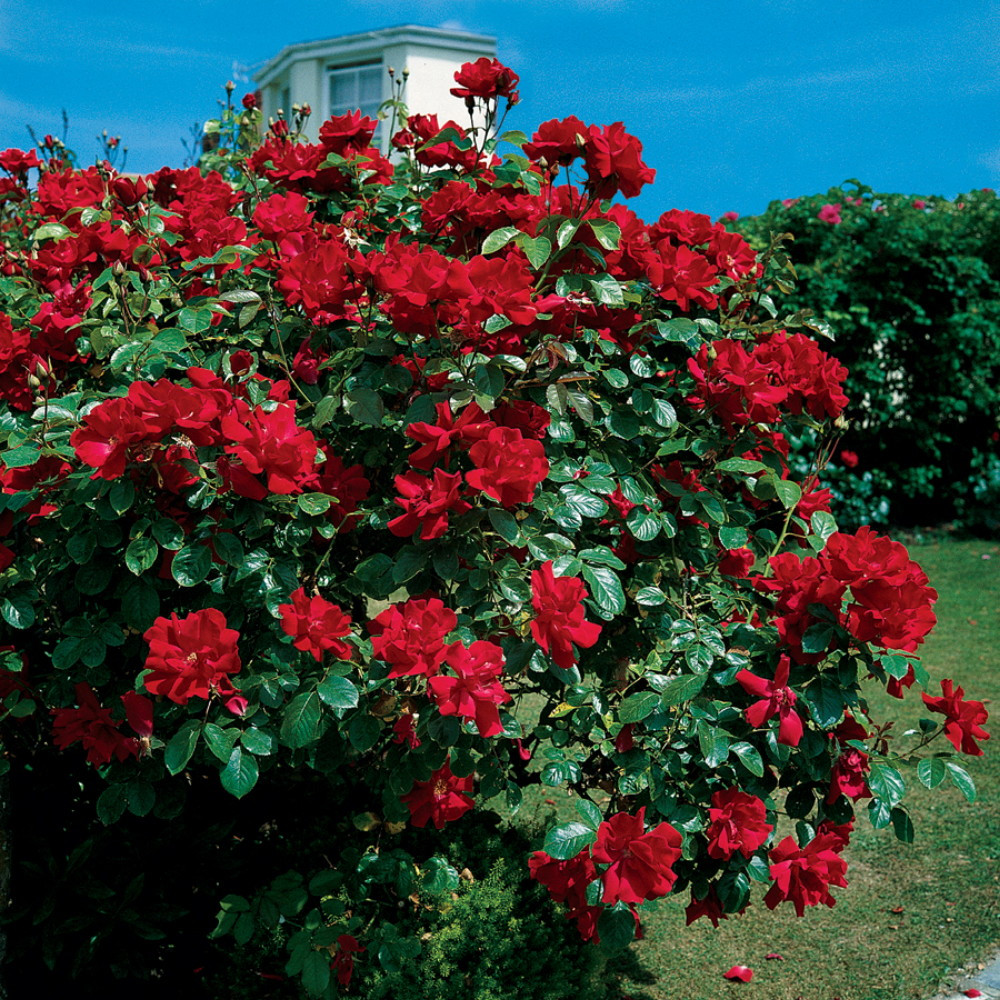 Climbing Don Juan Rose - 4" Pot - The Most Romantic Rose in the World