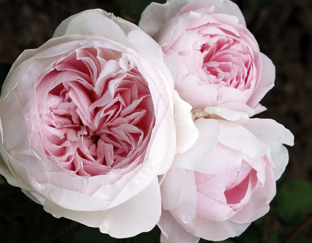 Earth Angel™ Floribunda Rose - Soft Pink Blooms - 4" Pot