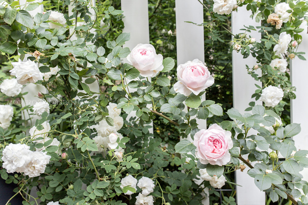 Earth Angel™ Floribunda Rose - Soft Pink Blooms - 4" Pot