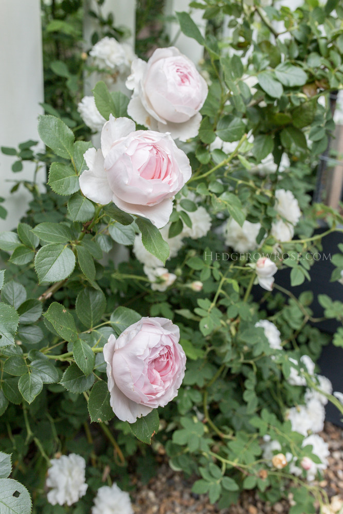 Earth Angel™ Floribunda Rose - Soft Pink Blooms - 4" Pot
