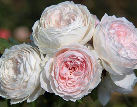 Earth Angel™ Floribunda Rose - Soft Pink Blooms - 4" Pot