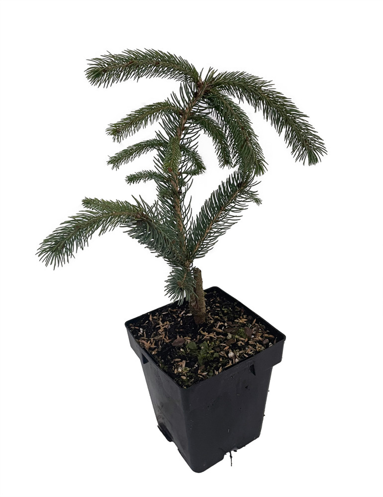 Weeping White Spruce Tree - Picea glauca Pendula - 5.5" Pot