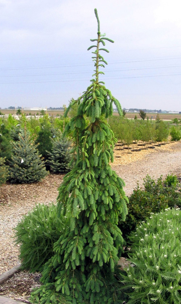Weeping White Spruce Tree - Picea glauca Pendula - 5.5" Pot