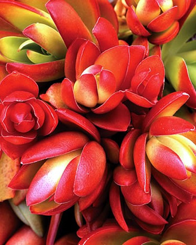 Campfire Jade Plant - Crassula - 2" Pot