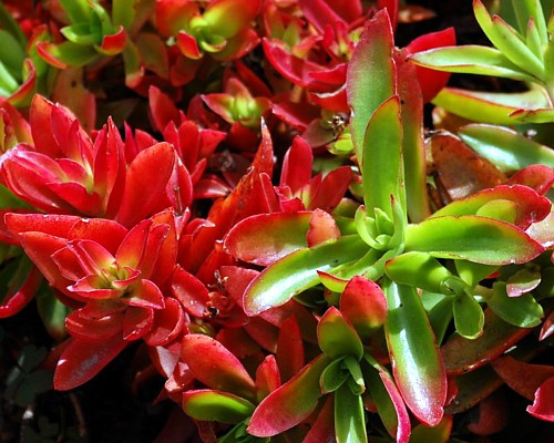 Campfire Jade Plant - Crassula - 2" Pot