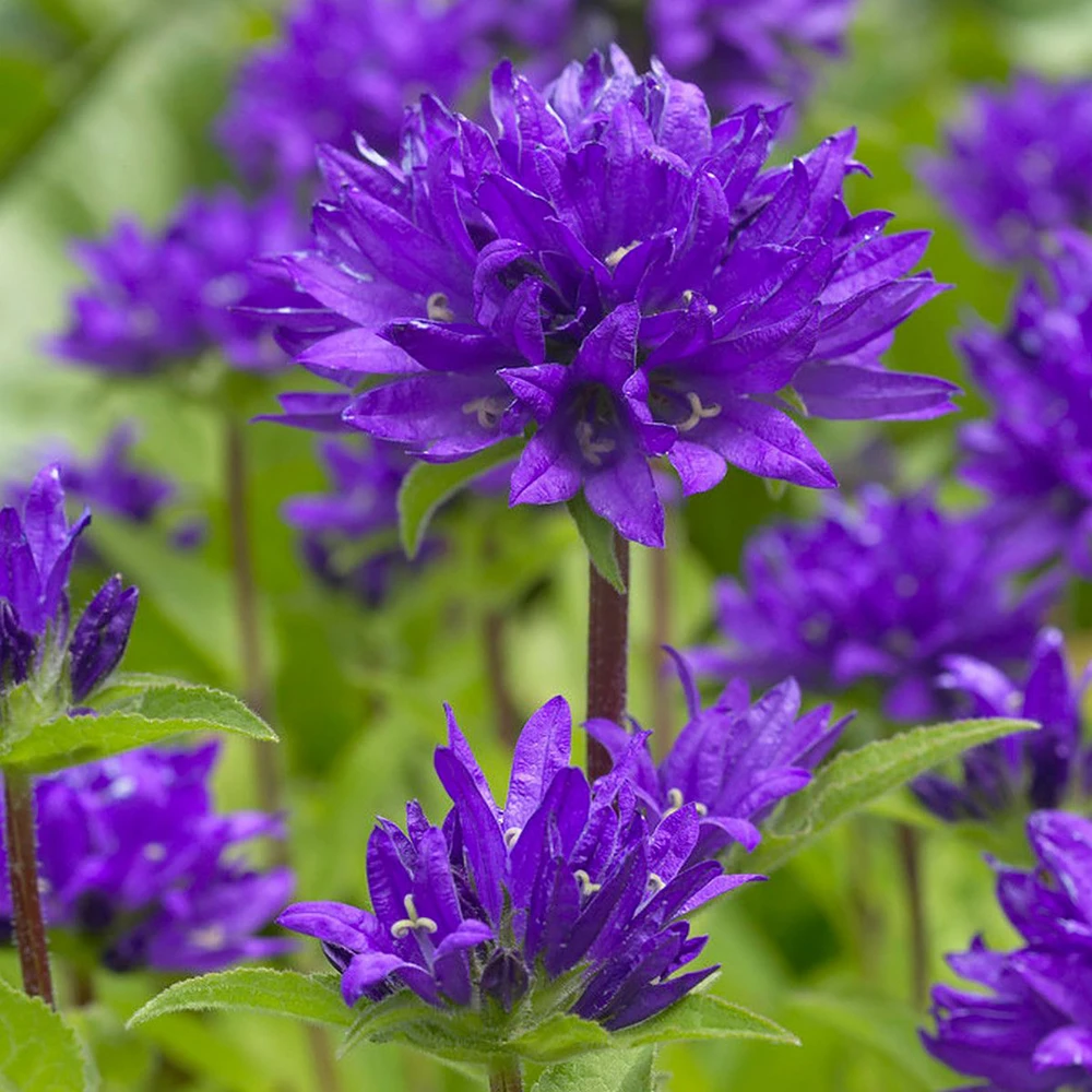 Superba Bellflower Perennial - Campanula glomerata Superba - Quart Pot