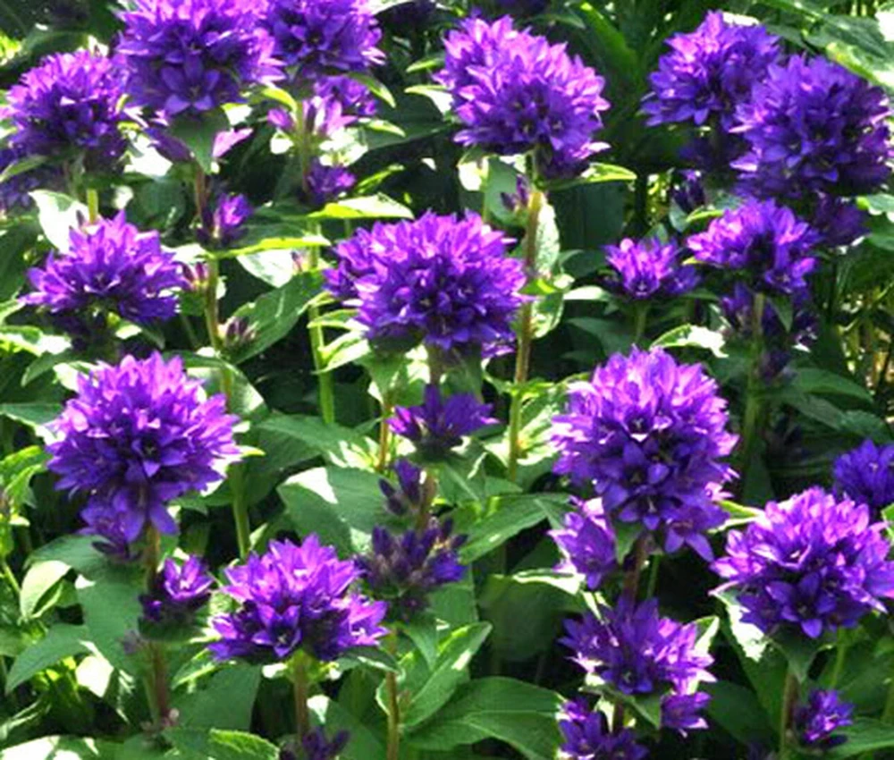 Superba Bellflower Perennial - Campanula glomerata Superba - Quart Pot